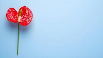 Bright Red Anthurium Flower on Soft Blue Background for Design photo