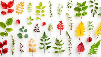 Colorful Array of Natural Leaves on White Background for Decoration photo
