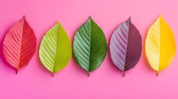 Colorful Gradient of Leaves on Pink Background for Nature Design photo