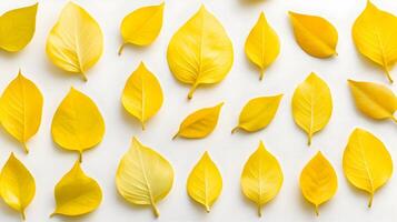 Bright Yellow Leaves Arrangement on Light Background for Nature Themes photo