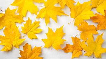 Bright Yellow Maple Leaves on a Light Background for Autumn Vibes photo