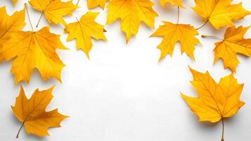 Bright Yellow Autumn Leaves Arranged on a White Background photo