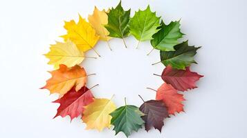 Colorful Maple Leaves Arranged in a Circular Pattern on White Background photo