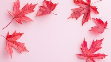 Vibrant Red Maple Leaves on Soft Pink Background for Autumn Decor photo