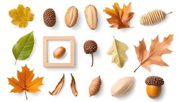 Collection of Natural Elements Including Leaves and Seeds on White Background photo