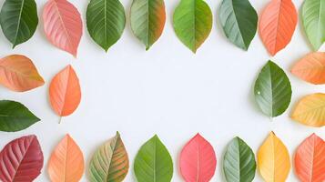 Colorful Autumn Leaves Arranged in a Circular Pattern on White Surface photo