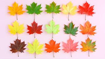 Colorful Maple Leaves On Pink Background, Autumn Collection Display photo