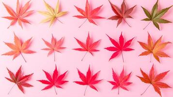 Vibrant Autumn Maple Leaves on Soft Pink Background for Design photo