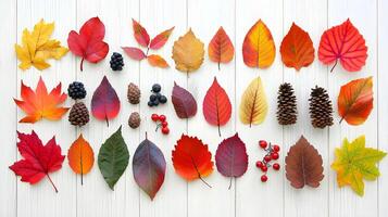 Colorful Collection of Autumn Leaves and Natural Elements Display photo
