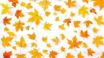 Bright and Colorful Yellow Leaves on a White Background in Autumn photo