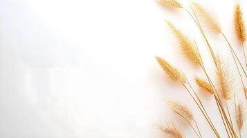 Delicate Dried Grass Stems on Soft White Background for Decoration photo