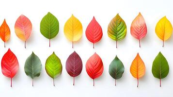 Colorful Autumn Leaves Displayed on White Background for Design photo