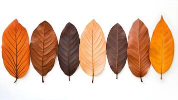 Various Leaves Displaying Autumn Colors on White Background photo