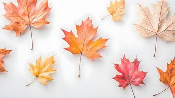 Colorful Autumn Leaves on a White Background in Natural Light photo