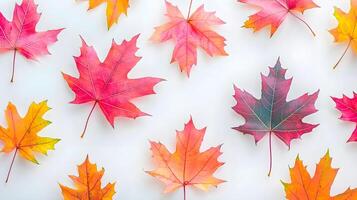 Colorful Autumn Leaves on White Background for Nature Themes photo