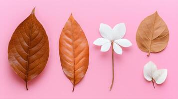 Colorful Arrangement of Leaves on Pink Background for Decoration photo
