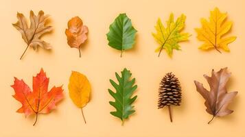 Colorful Leaf and Pinecone Arrangement on Bright Yellow Background photo