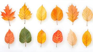 Colorful Array of Autumn Leaves on White Background Display photo