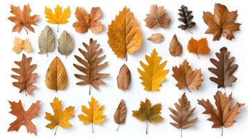 Vibrant Autumn Leaves Collection on White Background for Nature Lovers photo