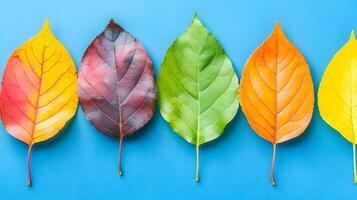 Colorful Leaves on Blue Background Showcasing Autumnal Change photo