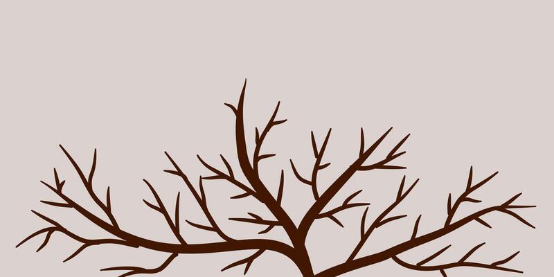 Autumn branches of dried trees. Dry branches rustic plants silhouette abstract.