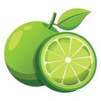 Fresh lime on white background vector