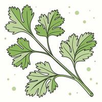 A green sprig of parsley is shown on a white surface vector