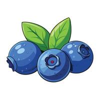 Fresh blueberries on a white background. vector