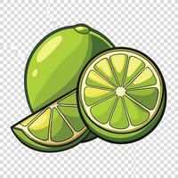 Natural fresh lime with water drops and slice of green lime citrus fruit stand isolated on white vector