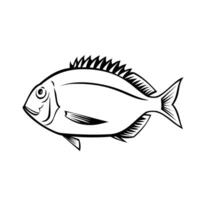 Yellowback Bream or Dentex Spariformis Side View Retro vector