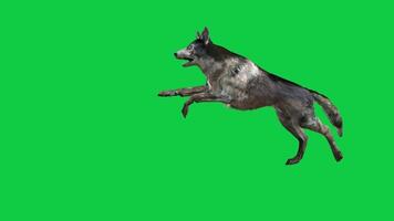 Dog running, attacking 3d render animation isolated on green screen background video