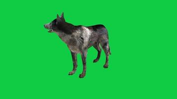 Dog standing and looking around 3d render animation isolated on green screen background video