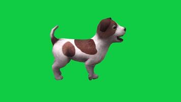 Small dog, puppy walking side view 3d render animation loop isolated on green screen background video