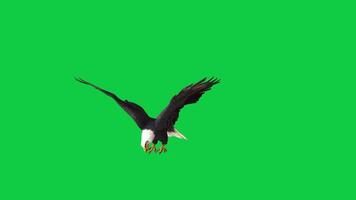 Bald eagle grab and attack 3d render animation isolated on green screen background video