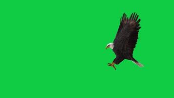 Bald eagle grab, catch 3d render animation isolated on green screen background video
