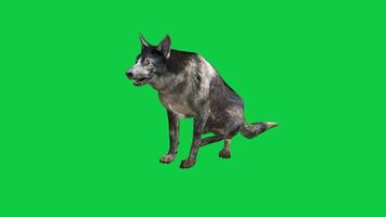 Dog sitting 3d render animation isolated on green screen background video