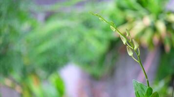 selective focus of A cluster of orchid buds not yet in bloom. video