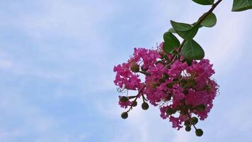A cluster of bouquet purple crepe myrtle flowers both budding and beautifully blooming swaying gently in the wind on a clear day with blue skies video