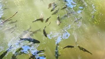 Group of various species of freshwater fish both small and large swimming to find food in a pond at natural public park video