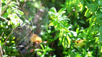 A mesh trap like a spider's web is strung mid air to catch any passing prey. The strong woven web is attached to green tree branches exemplifying the life of a natural predator video