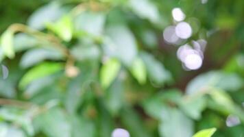 motion blurred image of various types of trees with green leaves moving accompanied by bokeh from light passing through appearing white video