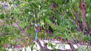 The method of harvesting mangoes from tall trees involves using a bamboo pole basket a specially designed tool for fruit picking in Thailand video