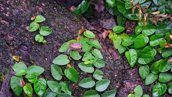 A baby snail is naturally exploring a climbing vine attached to a large tree in a humid and warm area video