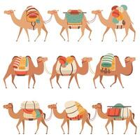 Camels Set, Desert Animals Walking with Heavy Load, Side View Illustration vector