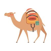 Dromedary, One Humped Camel with Saddle and Load, Side View Illustration vector
