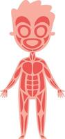 Cartoon illustration of human muscular system of a child showing all muscles in red and pink colors over white background, useful for educational purposes vector