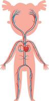 Educational illustration of the circulatory system showing arteries and veins carrying blood from the heart throughout a child's body, useful for teaching basic anatomy and physiology vector