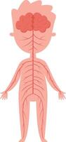 Medical illustration showing human nervous system with brain and nerves extending throughout body, providing educational resource for biology and anatomy vector