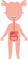 Educational illustration of a smiling girl showing digestive system and internal organs, suitable for health, medical and educational publications vector