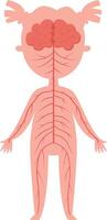 Simplified illustration depicting the nervous system connecting the brain to the rest of the body in a female child, serving as educational material for biology lessons and understanding anatomy vector